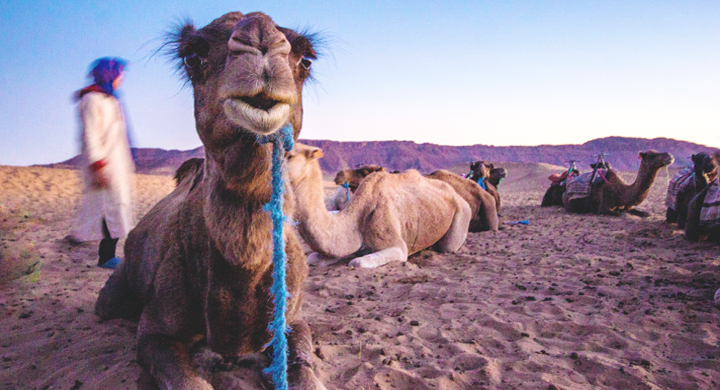 zagora camel treks