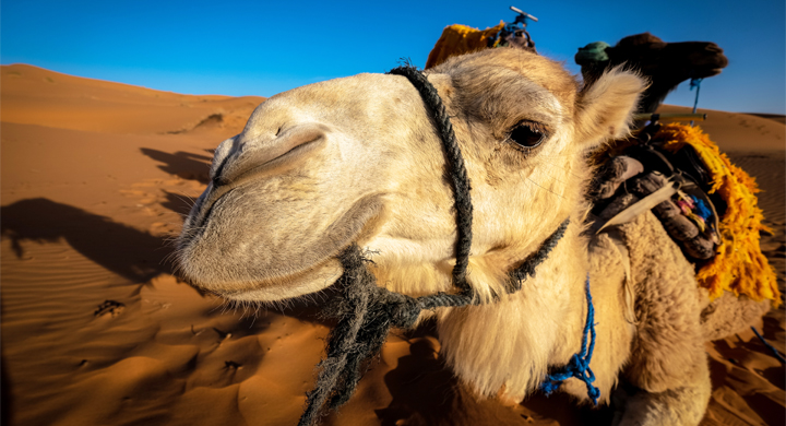 Camels in Merzouga