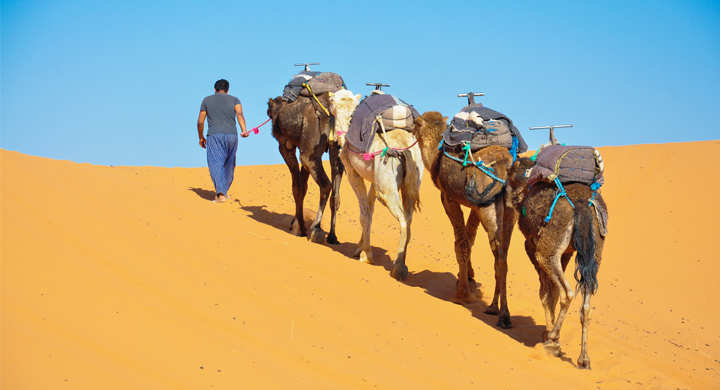 camel trekking erg chebbi