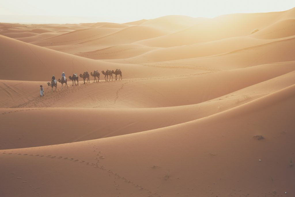 Sunrise Camel Riding Tour in Merzouga