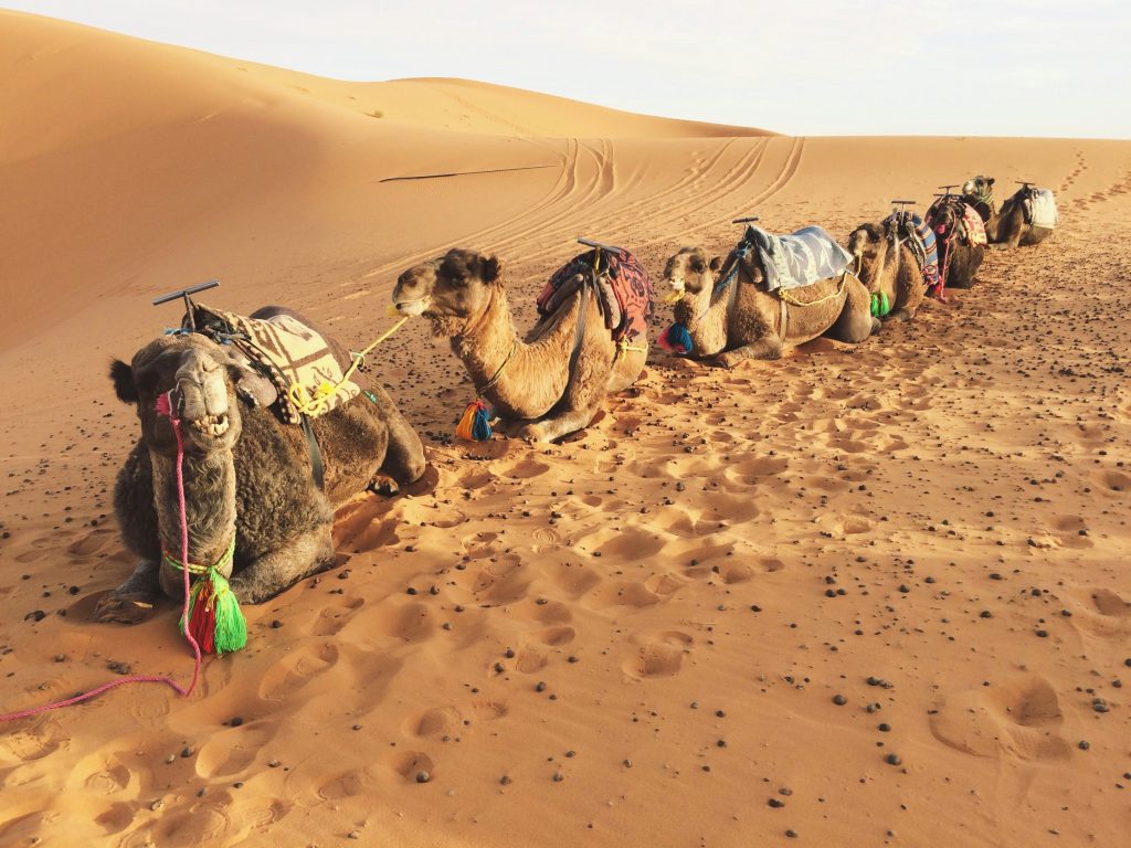 Sunset Camel Riding Tour in Merzouga