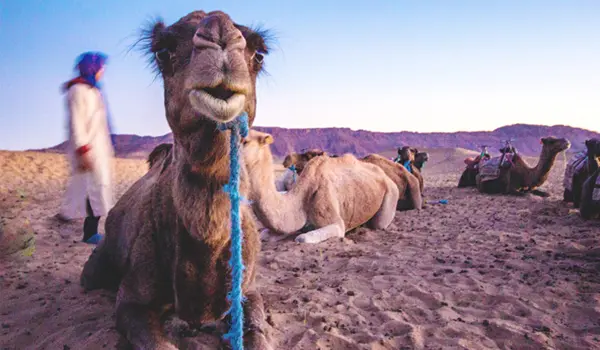 2 DAYS TOUR TO ZAGORA SAHARA DESERT